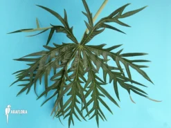 Coral Plant (Jathropha Multifida)