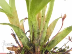 Orchid 'Kefersteinia Graminea' -Green Haven Sales Store Kefersteinia graminea 2