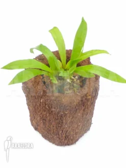 Orchid 'Kefersteinia Tolimensis'