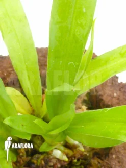 Orchid 'Kefersteinia Tolimensis' -Green Haven Sales Store Kefersteinia tolimensis 3