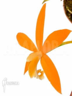 Orchid 'Laelia Harpophylla' -Green Haven Sales Store Laelia harpophylla 4