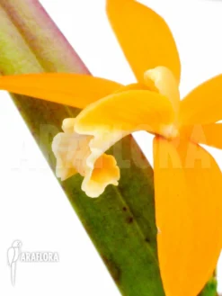 Orchid 'Laelia Harpophylla' -Green Haven Sales Store Laelia harpophylla 6