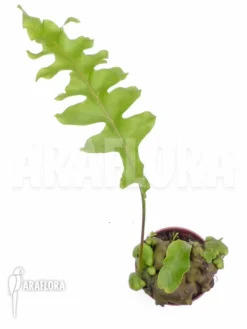 Ant Fern Species 'Lecanopteris Celebica'