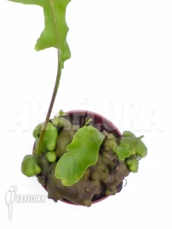 Ant Fern Species 'Lecanopteris Celebica' -Green Haven Sales Store Lecanopteris celebica 2