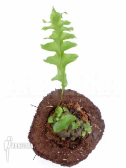 Ant Fern Species 'Lecanopteris Celebica' -Green Haven Sales Store Lecanopteris celebica 3