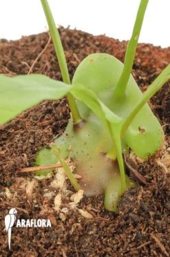 Ant Fern Species 'Lecanopteris Celebica' 'Starter'
