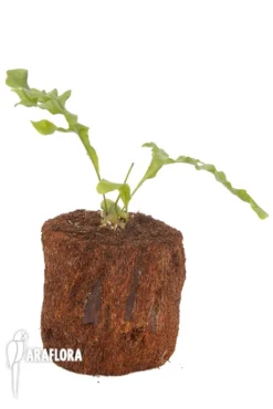 Ant Fern Species 'Lecanopteris Celebica' 'Starter' -Green Haven Sales Store Lecanopteris celebica Starter 2