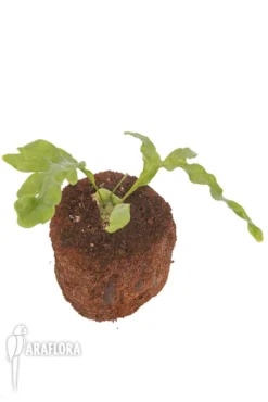 Ant Fern Species 'Lecanopteris Celebica' 'Starter' -Green Haven Sales Store Lecanopteris celebica Starter 3