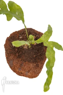 Ant Fern Species 'Lecanopteris Celebica' 'Starter' -Green Haven Sales Store Lecanopteris celebica Starter 6