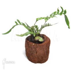 Ant Fern Species 'Lecanopteris Mirabilis' -Green Haven Sales Store Lecanopteris mirabilis 1