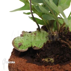 Ant Fern Species 'Lecanopteris Mirabilis'