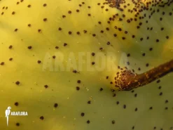 Ant Fern Species 'Lecanopteris Mirabilis' -Green Haven Sales Store Lecanopteris mirabilis 4