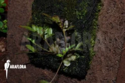 Ant Fern Species 'Lecanopteris Pumila' 7 Ant Fern Species 'Lecanopteris Pumila' -Green Haven Sales Store Lecanopteris pumila 03