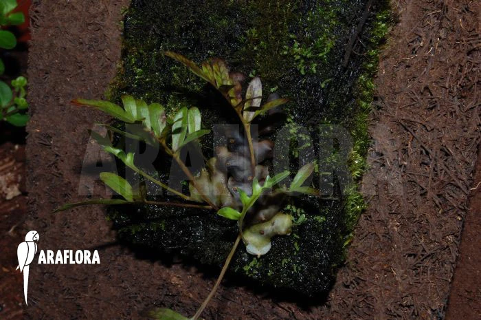 Ant Fern Species 'Lecanopteris Pumila' 4 Ant Fern Species 'Lecanopteris Pumila' - Image 4