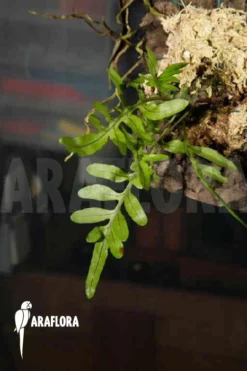 Ant Fern Species 'Lecanopteris Pumila' 6 Ant Fern Species 'Lecanopteris Pumila' -Green Haven Sales Store Lecanopteris pumila 03b