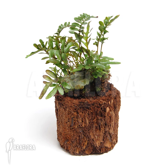 Ant Fern Species 'Lecanopteris Pumila' 1 Ant Fern Species 'Lecanopteris Pumila'