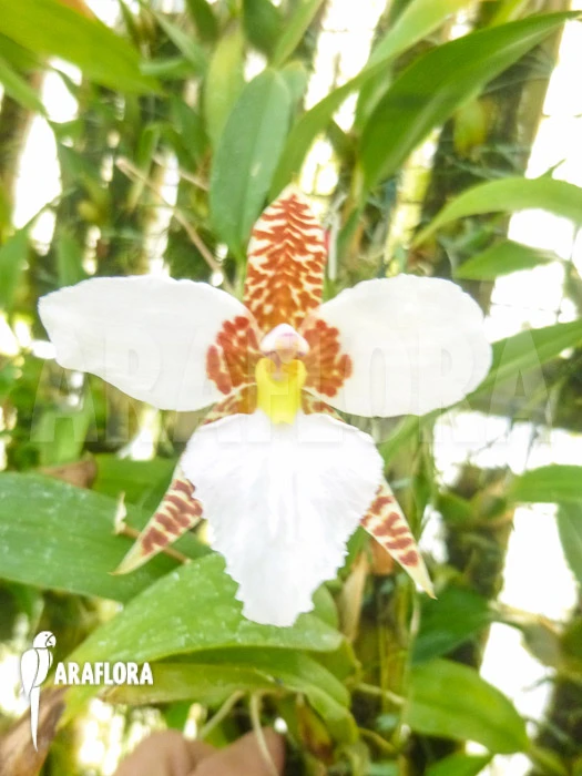 Orchid 'Lemboglossum Rossii' 1 Orchid 'Lemboglossum Rossii'