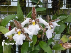 Orchid 'Lemboglossum Rossii' 10 Orchid 'Lemboglossum Rossii' -Green Haven Sales Store Lemboglossum rossii 5