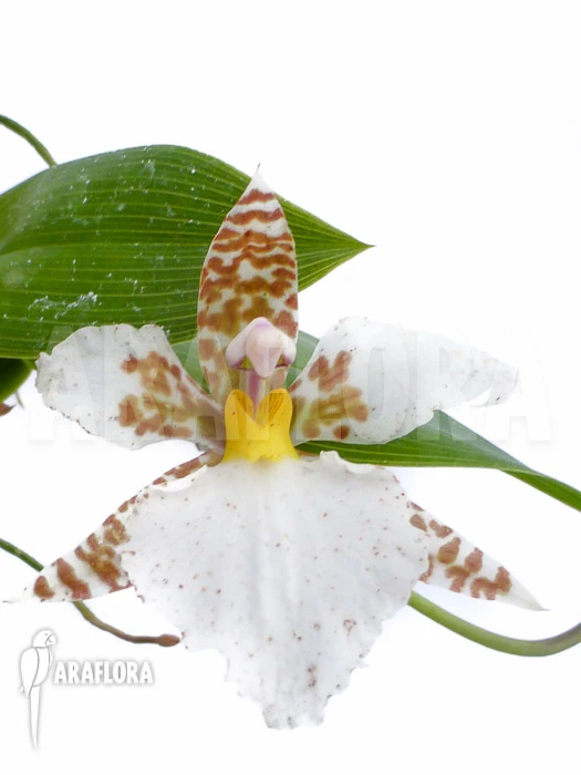 Orchid 'Lemboglossum Rossii' 6 Orchid 'Lemboglossum Rossii' - Image 6