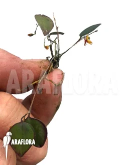 Orchid 'Lepanthes Curiosa'