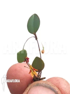 Orchid 'Lepanthes Domingensis'