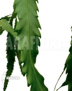 Lepismium Houlletianum Var. Regnellii Starter