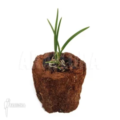 Orchid 'Leptotes Bicolor' -Green Haven Sales Store Leptotes bicolor 2