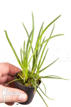 Orchid 'Leptotes Bicolor' -Green Haven Sales Store Leptotes bicolor 4