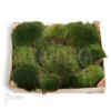 Leucobryum Glaucum Cradle (Cushion Moss)