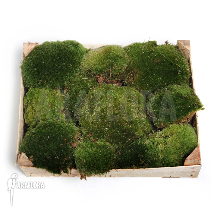 Leucobryum Glaucum Cradle (Cushion Moss) 1 Leucobryum Glaucum Cradle (Cushion Moss)
