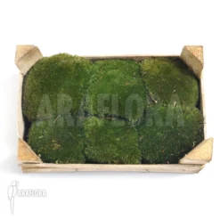 Leucobryum Glaucum Cradle M(Cushion Moss)