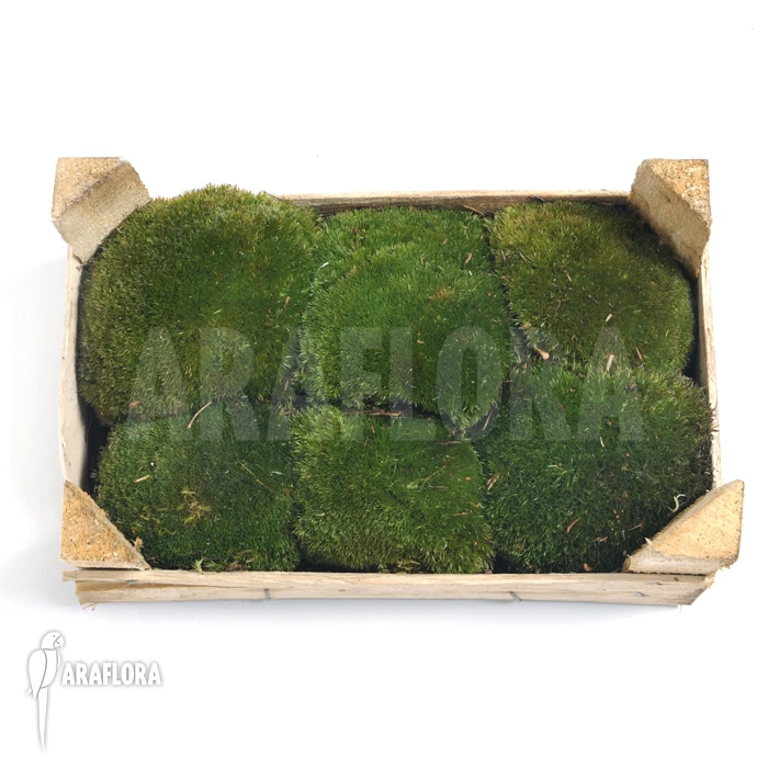 Leucobryum Glaucum Cradle M(Cushion Moss) 1 Leucobryum Glaucum Cradle M(Cushion Moss)