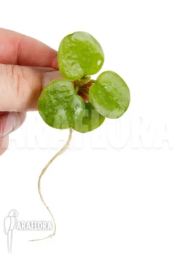 Limnobium Laevigatum -Green Haven Sales Store Limnobium laevigatum 3