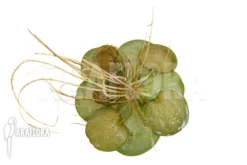 Limnobium Laevigatum -Green Haven Sales Store Limnobium laevigatum 4