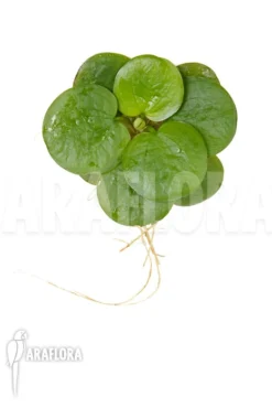 Limnobium Laevigatum -Green Haven Sales Store Limnobium laevigatum 5