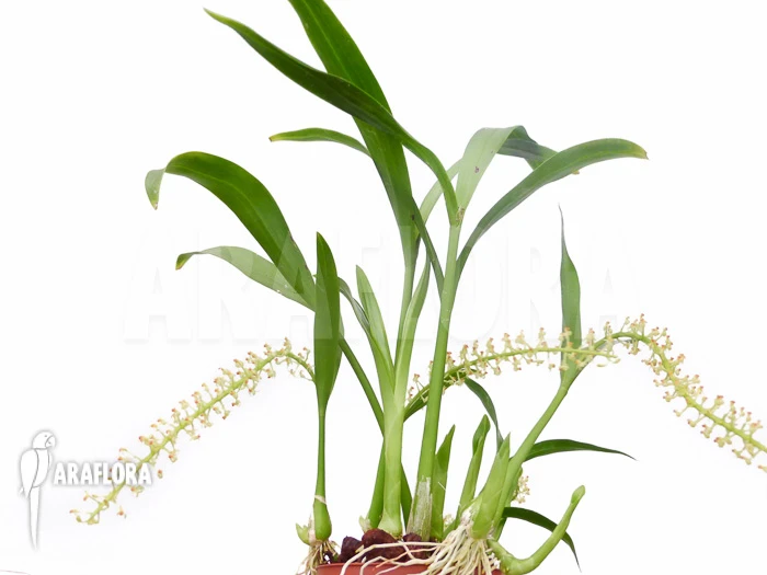 Orchid 'Liparis Condylobulbon' Starter 1 Orchid 'Liparis Condylobulbon' Starter