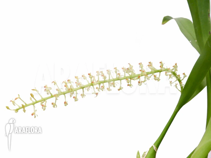 Orchid 'Liparis Condylobulbon' Starter 6 Orchid 'Liparis Condylobulbon' Starter - Image 6