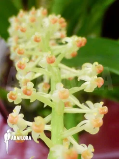 Orchid 'Liparis Condylobulbon' Starter 10 Orchid 'Liparis Condylobulbon' Starter -Green Haven Sales Store Liparis condylobulbon 3