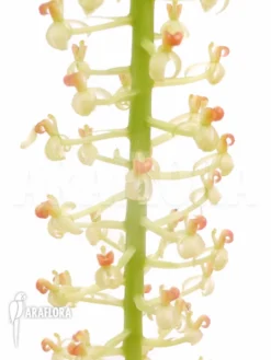 Orchid 'Liparis Condylobulbon' Starter 9 Orchid 'Liparis Condylobulbon' Starter -Green Haven Sales Store Liparis condylobulbon 4