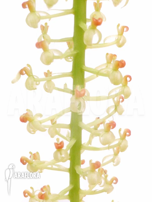 Orchid 'Liparis Condylobulbon' Starter 4 Orchid 'Liparis Condylobulbon' Starter - Image 4