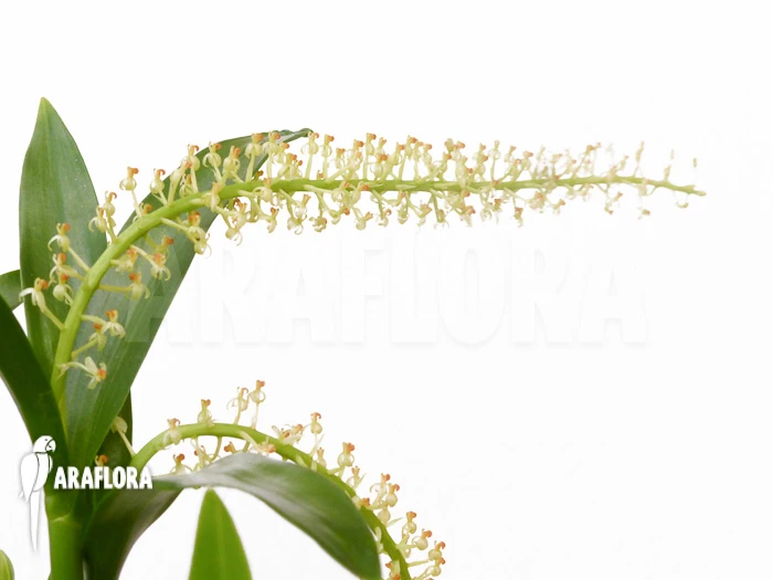 Orchid 'Liparis Condylobulbon' Starter 2 Orchid 'Liparis Condylobulbon' Starter - Image 2