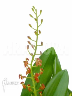 Orchid 'Liparis Latifolia'