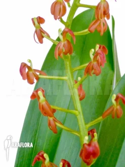 Orchid 'Liparis Latifolia' -Green Haven Sales Store Liparis latifolia 2