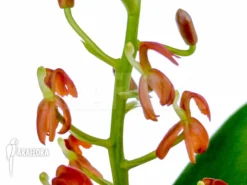 Orchid 'Liparis Latifolia' -Green Haven Sales Store Liparis latifolia 3