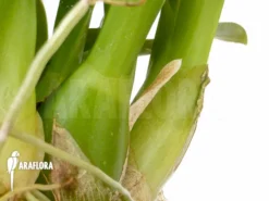 Orchid 'Liparis Latifolia' -Green Haven Sales Store Liparis latifolia 5