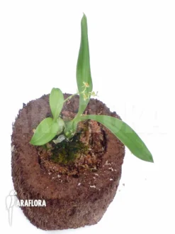 Orchid 'Liparis Nakaharai'