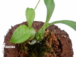 Orchid 'Liparis Nakaharai' -Green Haven Sales Store Liparis nakaharai 3