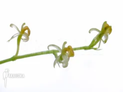 Orchid 'Liparis Nakaharai' -Green Haven Sales Store Liparis nakaharai 6