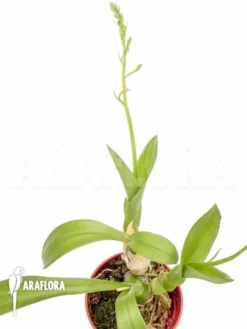 Orchid 'Liparis Nakaharai'