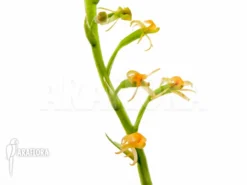 Orchid 'Liparis Nakaharai' -Green Haven Sales Store Liparis nakaharai 8